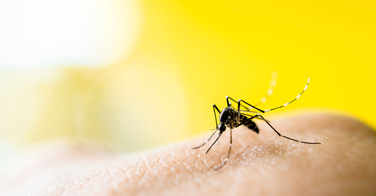 The dengue fever vaccine is an essential for travel to tropical regions.
