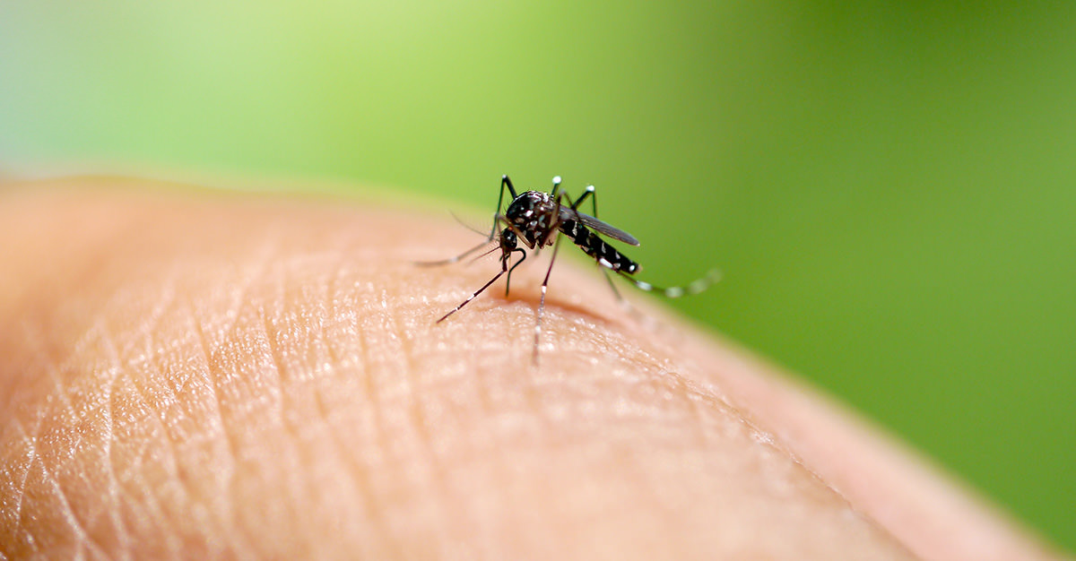 Le vaccin contre la dengue est essentiel pour voyager dans des régions tropicales.