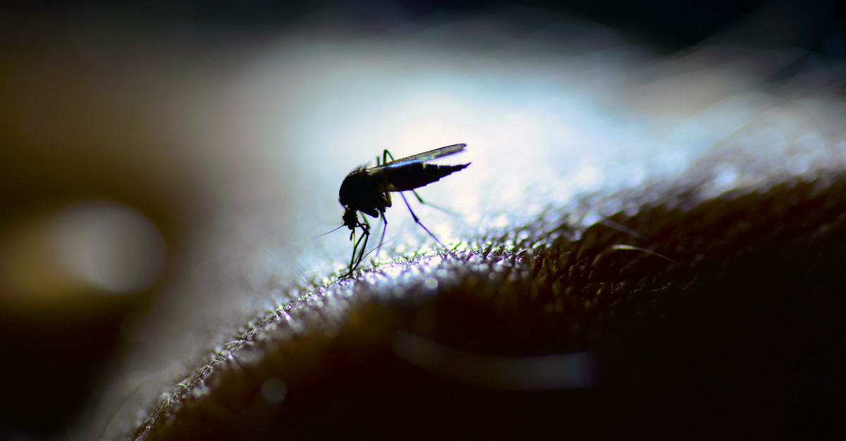 Ces insectes sont responsables de plusieurs des maladies les plus mortelles du monde.