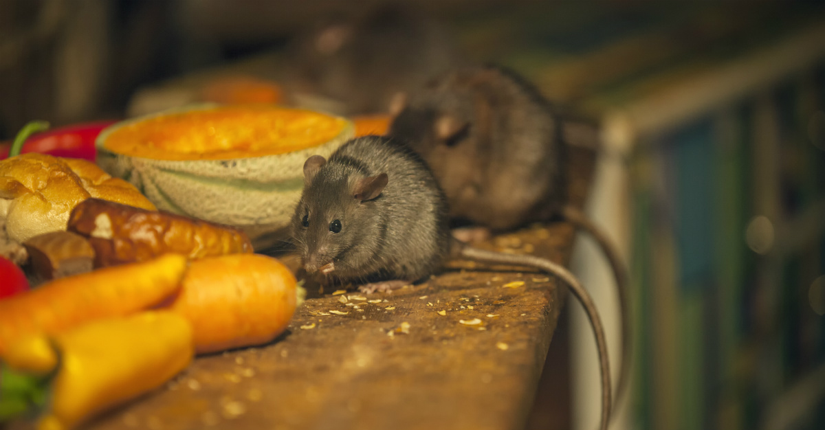 Les rats reçoivent la plus grande partie du blâme, mais les puces ont elles aussi grandement contribué à la pandémie catastrophique.