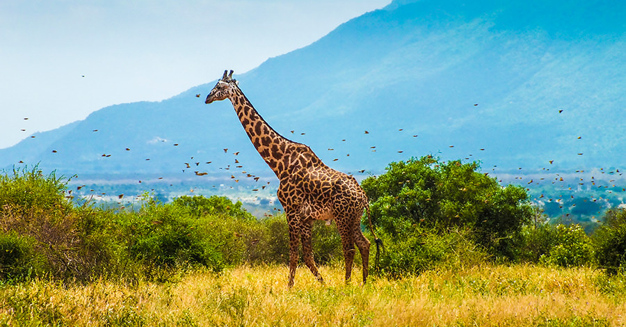 Hay jirafas y otros animales alrededor de Kenia. Asegúrate de salir a explorar de forma segura con las vacunas de viaje y los consejos de Passport Health.