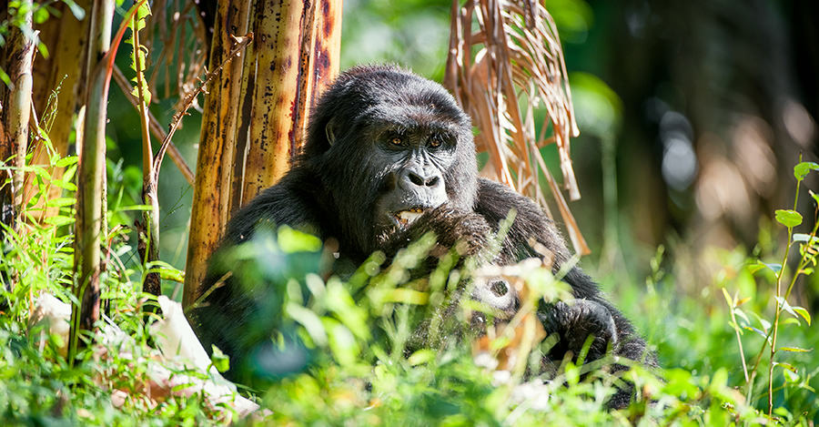 La colonie de gorilles du Rwanda est parmi les plus importantes du monde. Assurez-vous de les explorer en toute sécurité grâce aux vaccins et aux conseils de voyage de Passport Health.