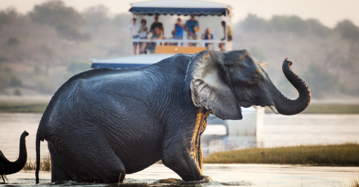 Le Botswana est une destination de safari populaire à cause de la variété de la faune et la sécurité des touristes.