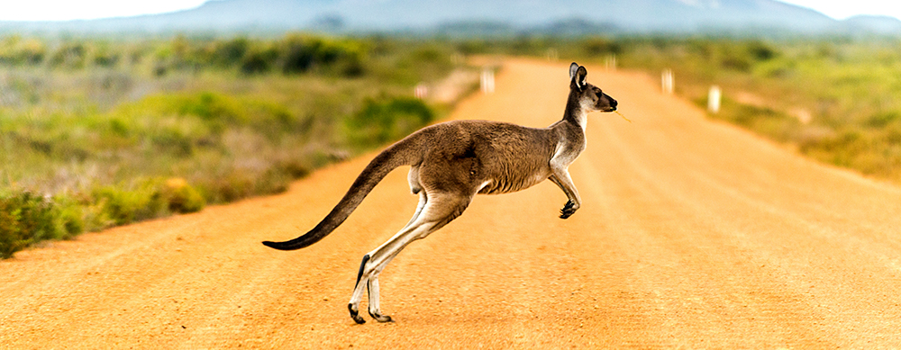 5 cosas que hacer en Australia
