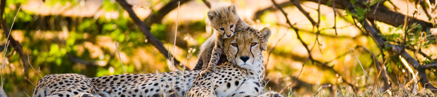 Central and Southern Africa is a popular destination. Ensure you stay healthy whilst abroad.