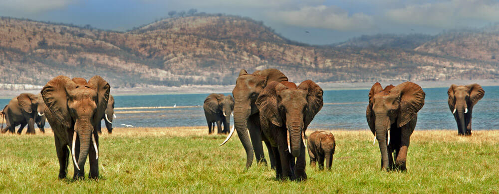 Wildlife and safaris are a major reason to visit Zimbabwe. Enjoy them to the fullest with travel vaccines and advice from Passport Health.